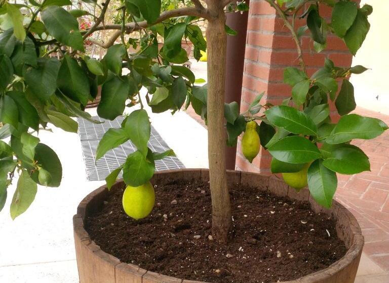 فندق Agriturismo Valentina Cubi