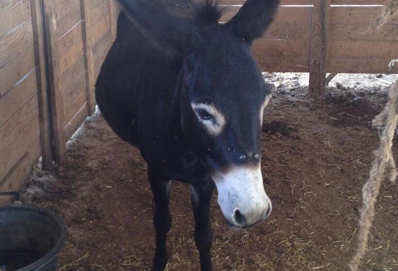 בית מלון כפרי Agriturismo Vita E Natura