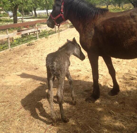 בית מלון כפרי Agriturismo Vita E Natura
