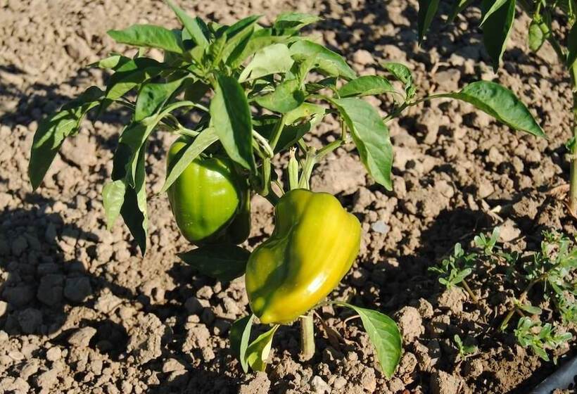 酒店 Cascina Bosco Gerolo