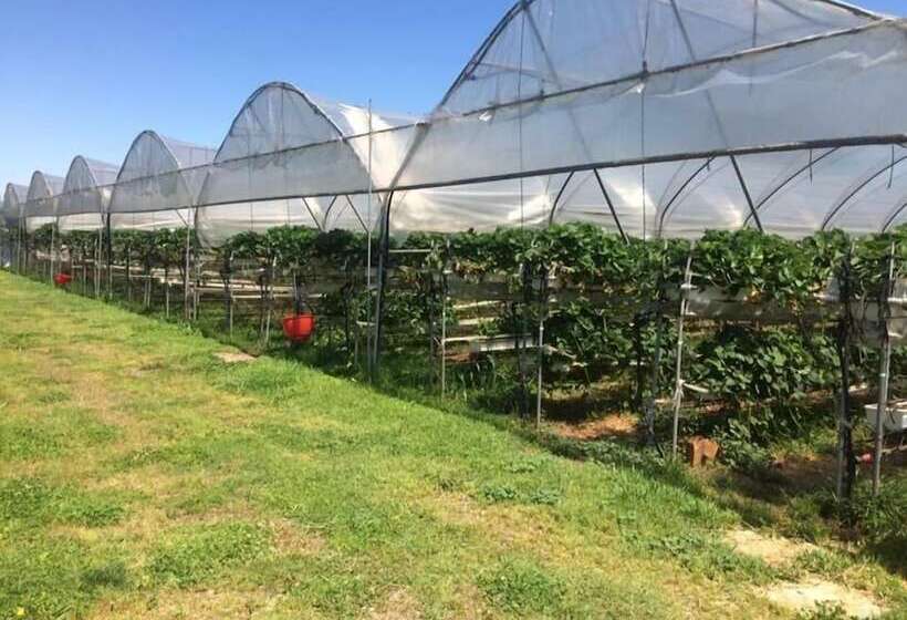 فندق Corte Breda, Agriturismo Bed&breakfast