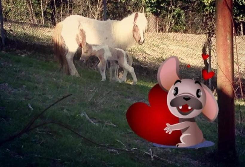 호텔 Country House Il Piancardato