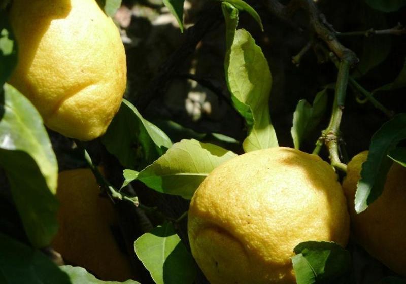 בית מלון כפרי Fattoria Di Camporomano