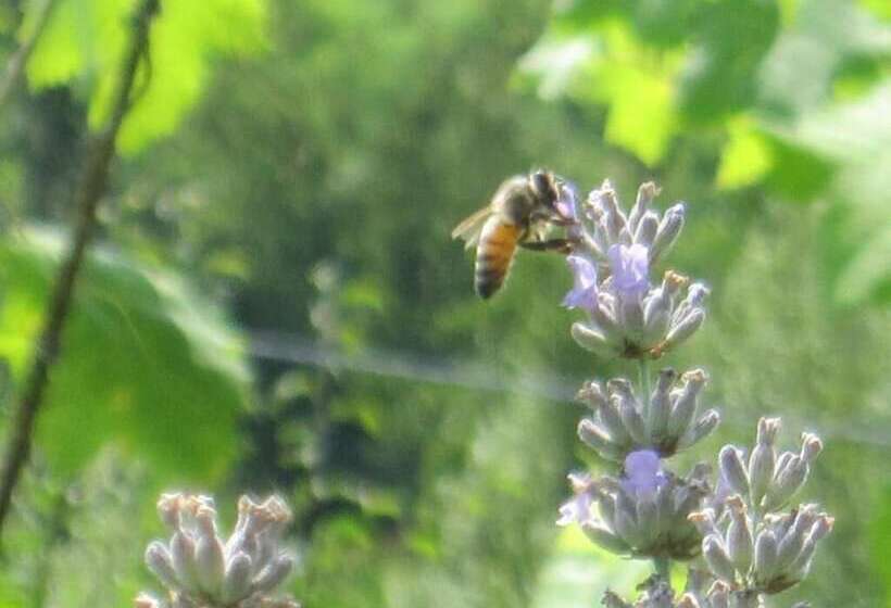 فندق Le Spighe Agriturismo