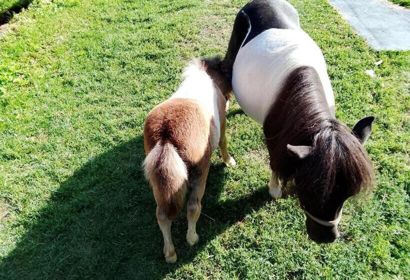 בית מלון כפרי Patztauhof