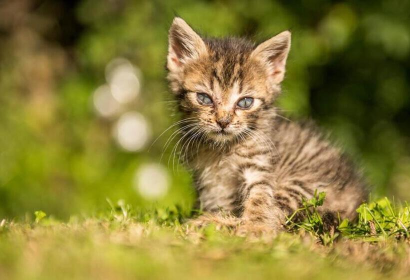 בית מלון כפרי Patztauhof