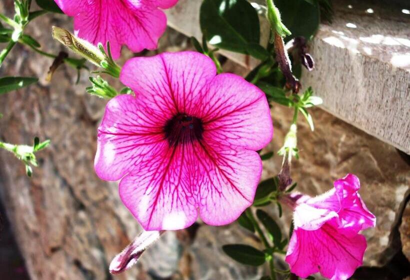 بنسيون Ciuscia