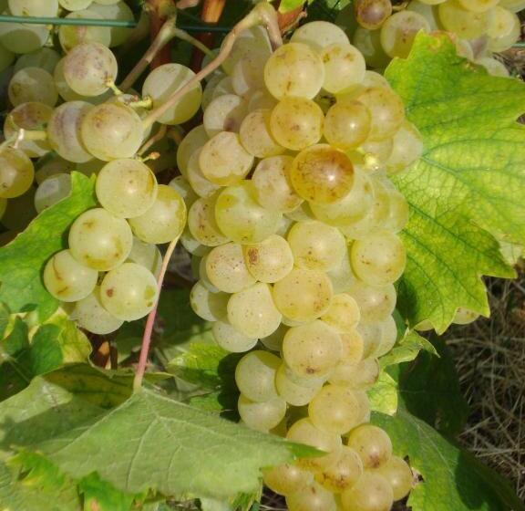 בית מלון כפרי Agriturismo Cascina L Arché