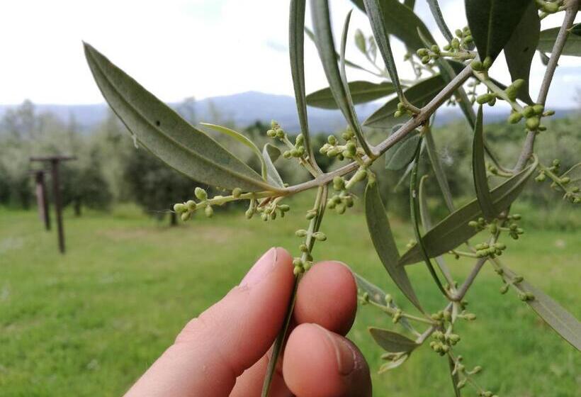 בית מלון כפרי Agriturismo Cornieto