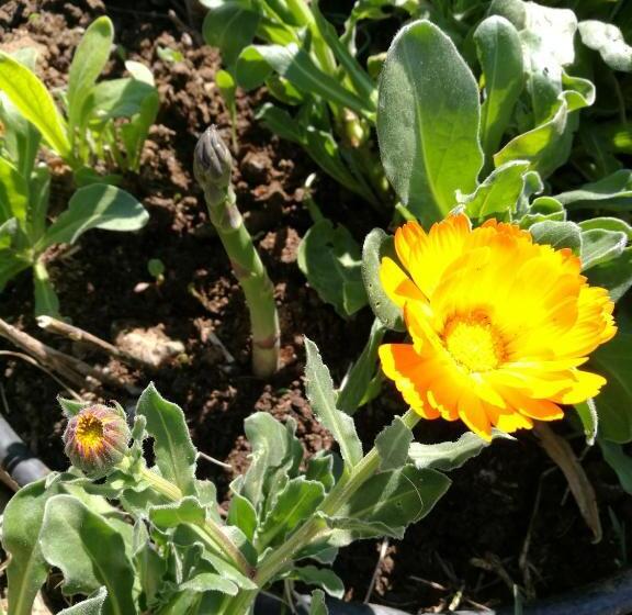 בית מלון כפרי Agriturismo Cornieto