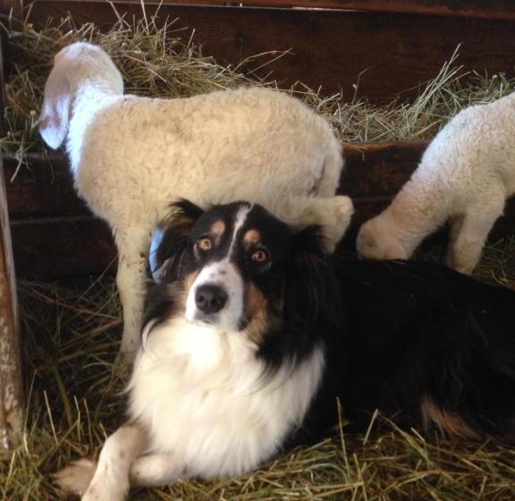 酒店 Agriturismo Il Fiocco