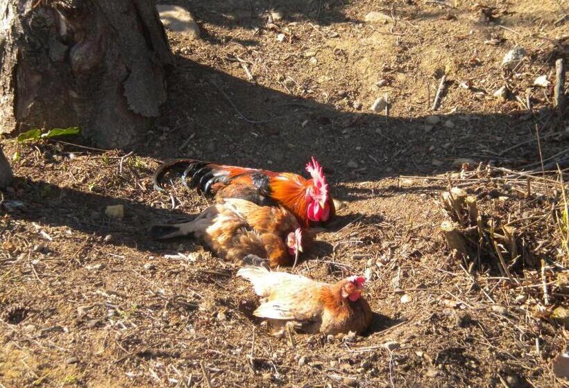 Отель Agriturismo La Dimora Del Contadino