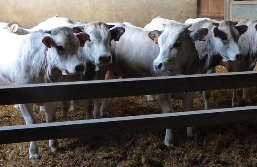 ホテル Agriturismo La Sforzata