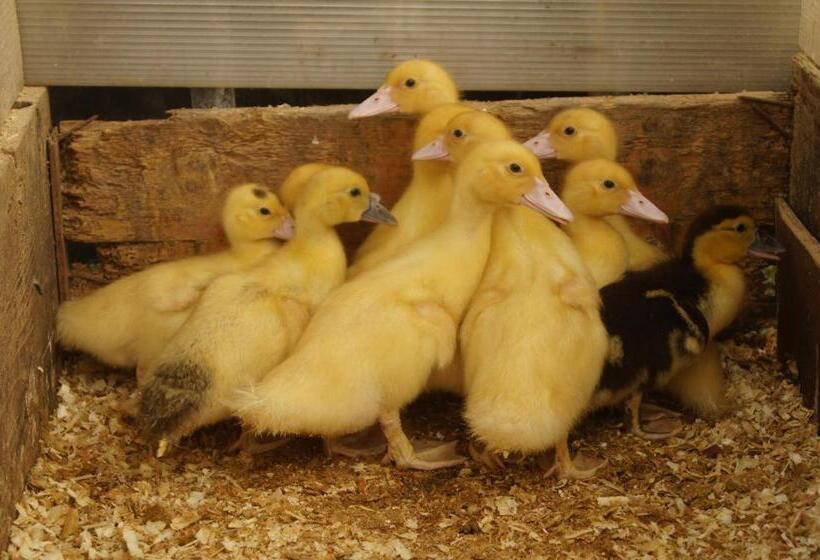 호텔 Agriturismo Richeton