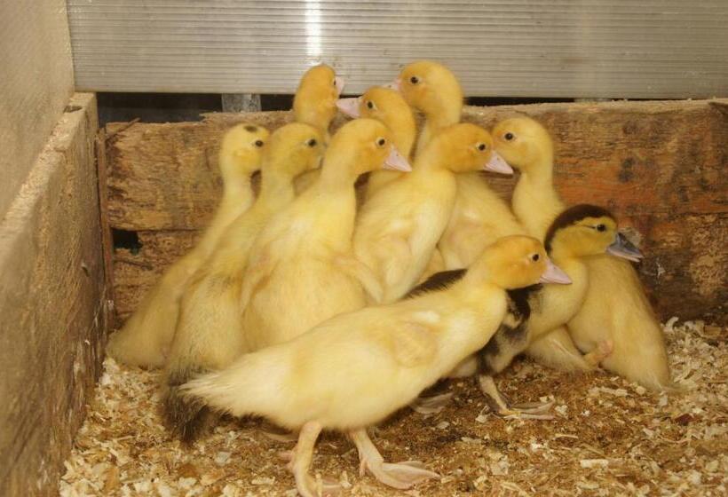 호텔 Agriturismo Richeton