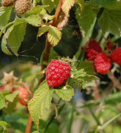 בית מלון כפרי Agriturismo Spa Serpanera