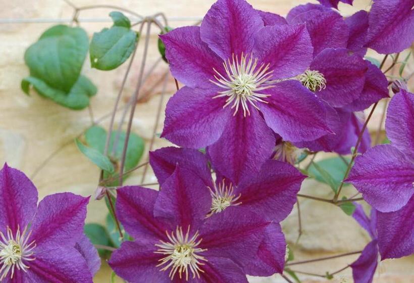 בית מלון כפרי Agriturismo Spa Serpanera