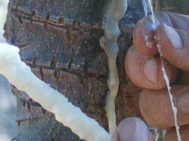 בית מלון כפרי Casale Margherita Turismo Rurale