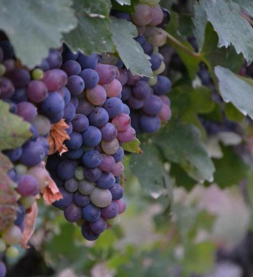 Отель Cascina La Maddalena Bed & Wine