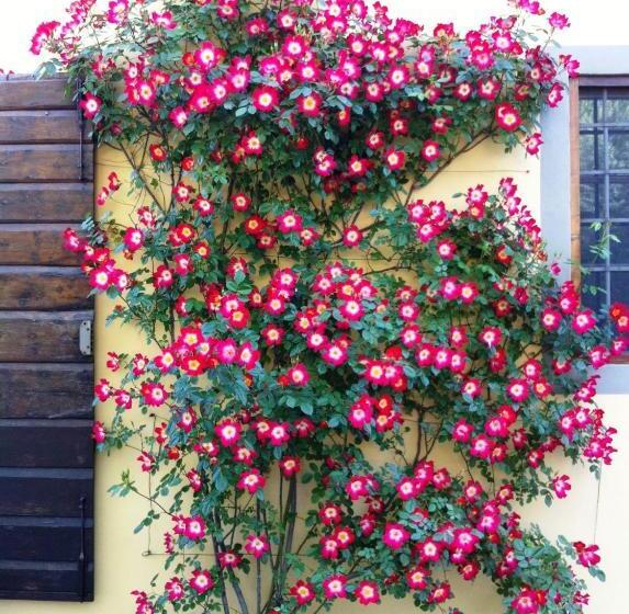 酒店 Fattoria Di Migliarino