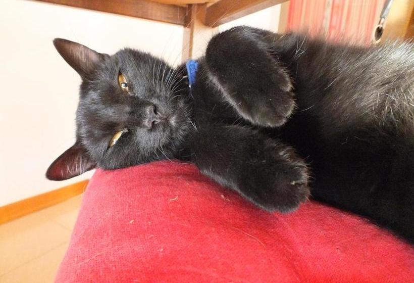 پانسیون Affittacamere Le Petit Palais