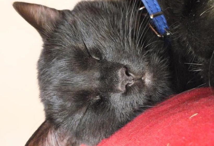 پانسیون Affittacamere Le Petit Palais