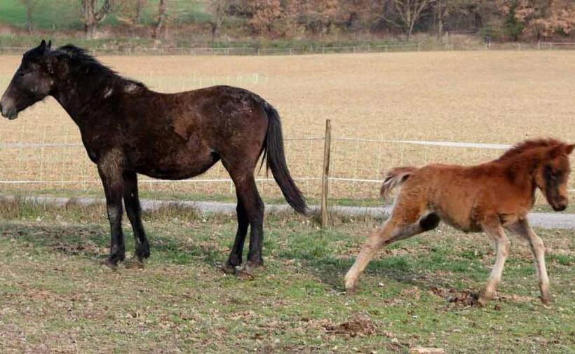 Отель Ferme Equestre Les Coccinelles