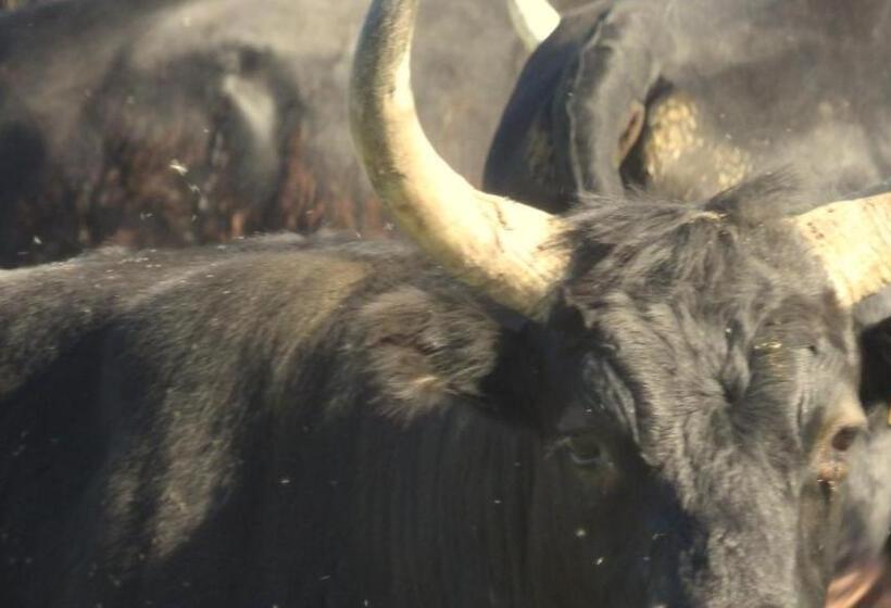 بنسيون Le Clos Des Aramons