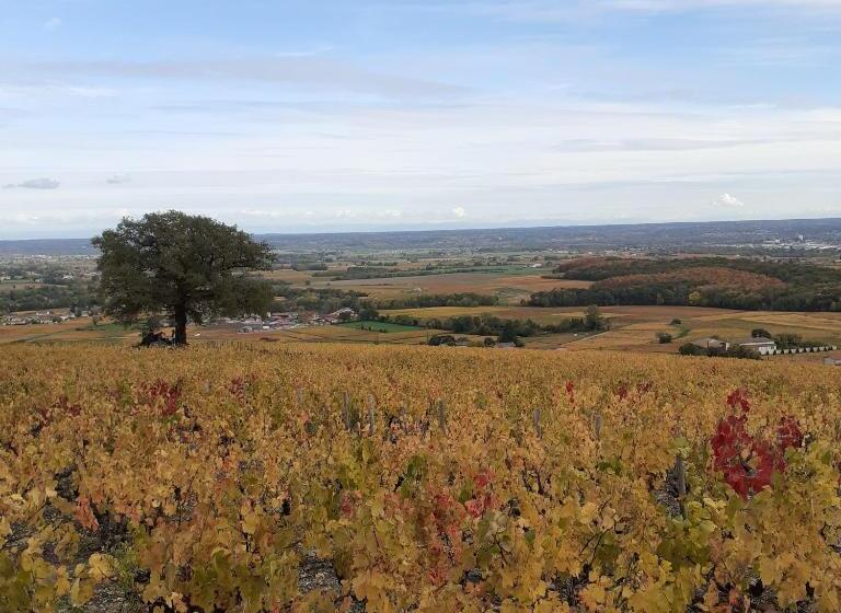 בית מלון כפרי Gîte Le Chêne Du Py