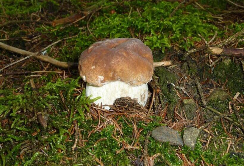 Le Couarôge Chalets Et Appartements