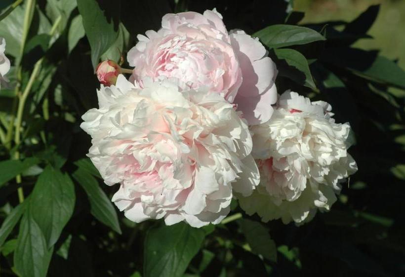 Пансион La Métairie Le Bosc