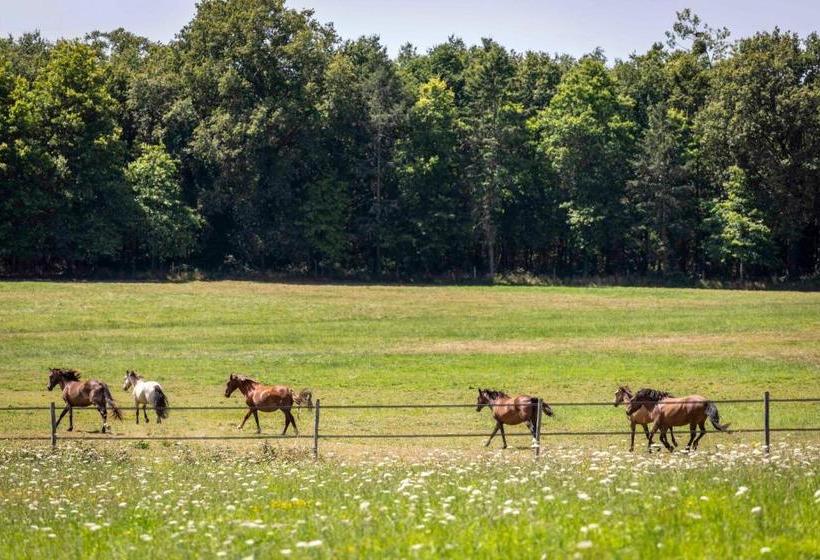 פנסיון L éco Domaine Du Chalonge