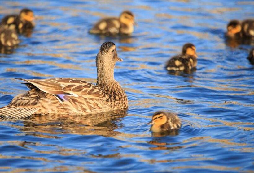 פנסיון Bridge Guest House