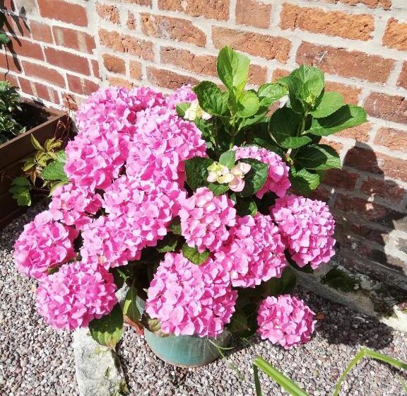 פנסיון Olive Tree Guest House