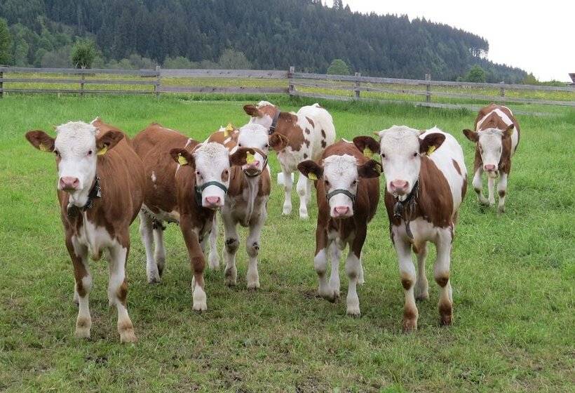 호텔 Gästehaus Bauernhof Buchwieser