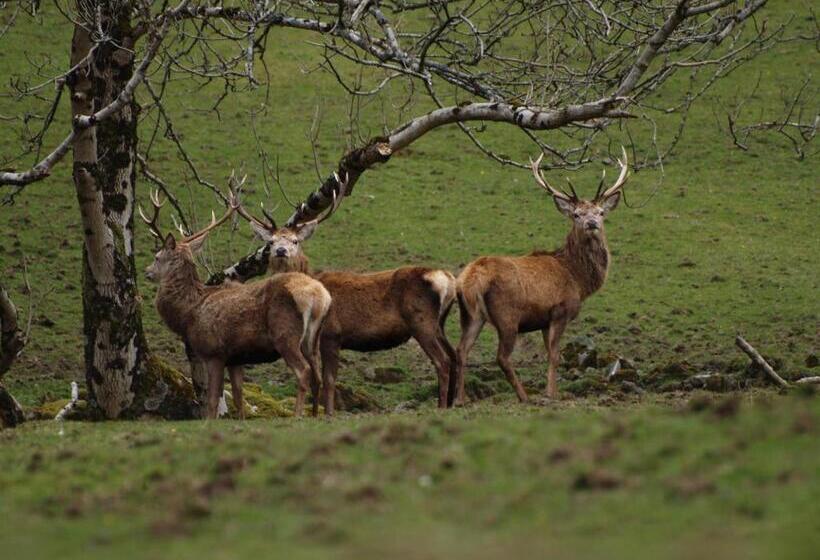 بنسيون Arle Lodge