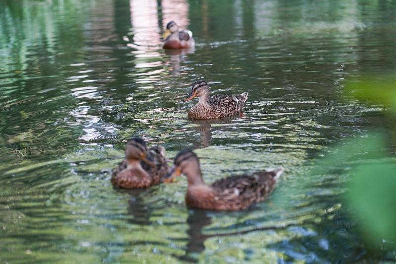Пансион Great Ashley Farm Bed And Breakfast & Shepherds Huts