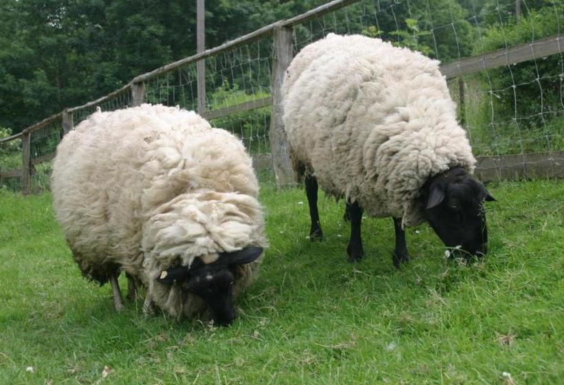 بنسيون Gefildehof Göpel