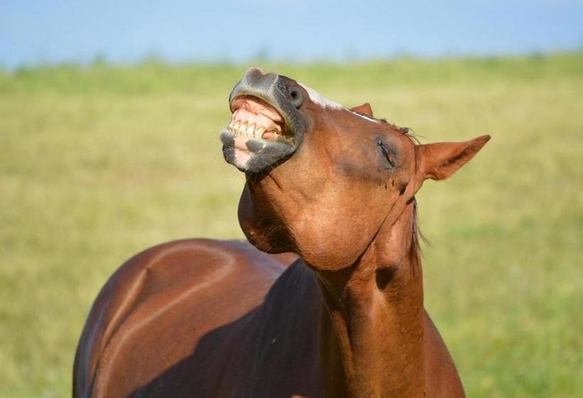 بنسيون Gefildehof Göpel