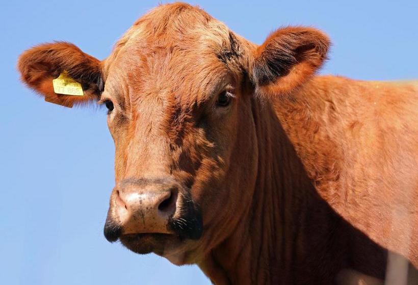 بنسيون Gefildehof Göpel