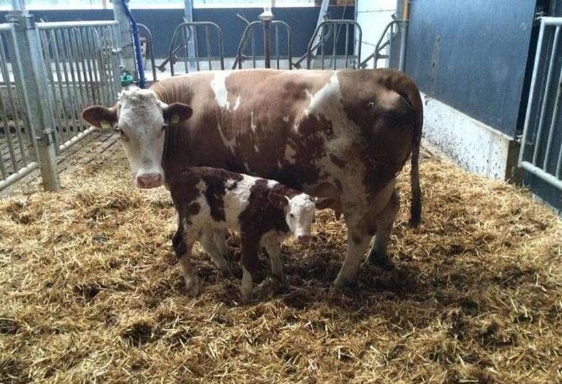 酒店 Almerhof   Waldferienhof Almer