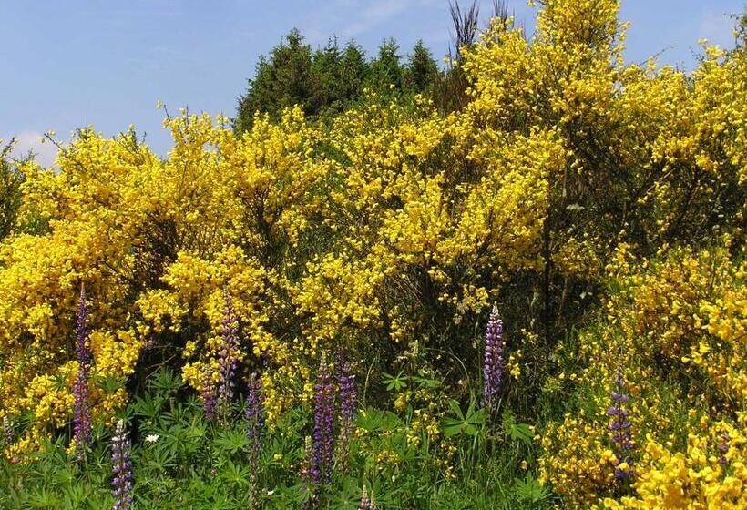 Pension Zum Alten Rathaus