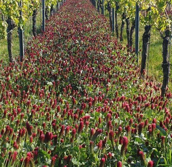 펜션 Gästehaus Rebenhof