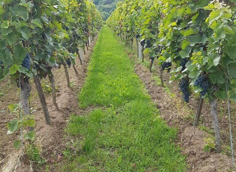 펜션 Gästehaus Rebenhof