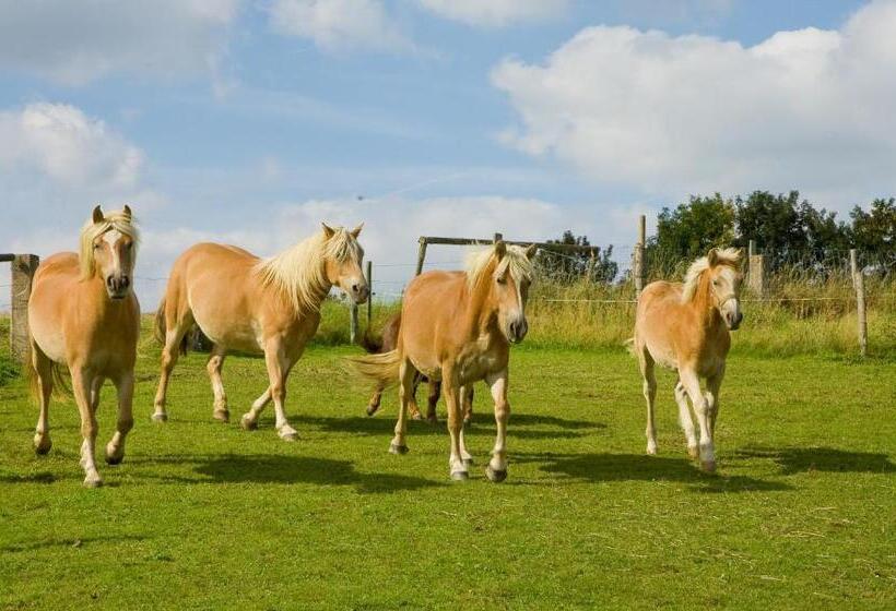 호스텔 Haus Sonnenschein