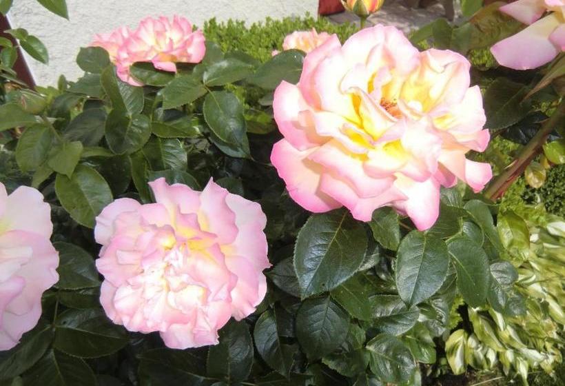 Ferienpension Fremuth