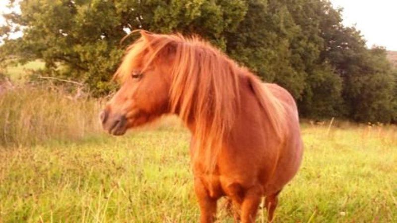 ホテル Ferienhof Kredel