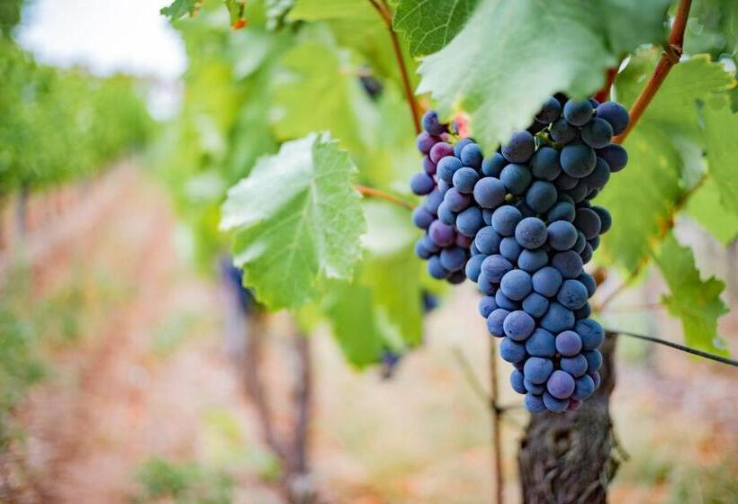 Naumburger Wein & Sekt Manufaktur   Pension 1824