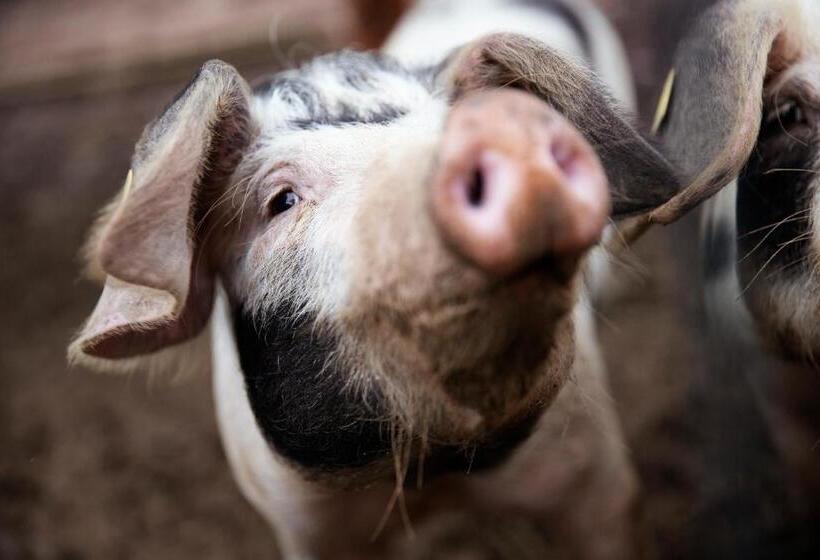 פנסיון Gasthaus Post