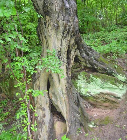 ユースホステル Gasthof Alter Felsenkeller